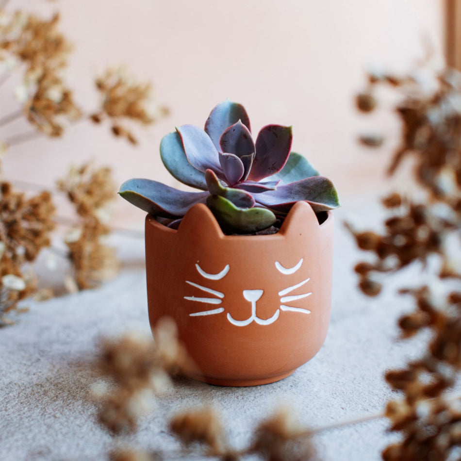 Cat's Whiskers Terracotta Plant Pot by Sasse & Belle